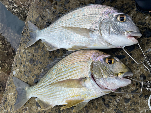 ヘダイの釣果