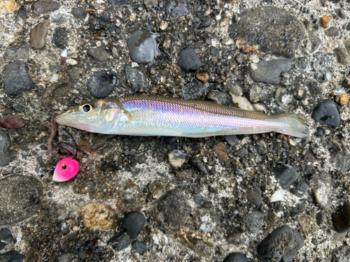 シロギスの釣果