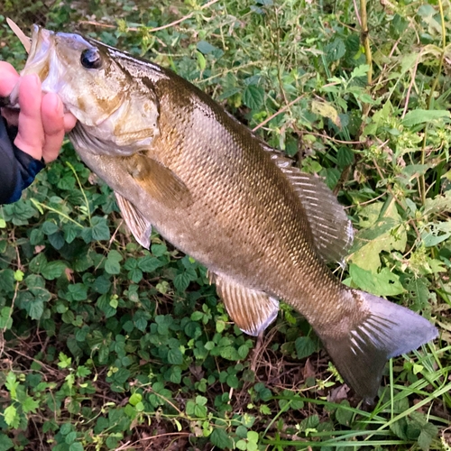 スモールマウスバスの釣果