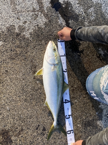 ハマチの釣果