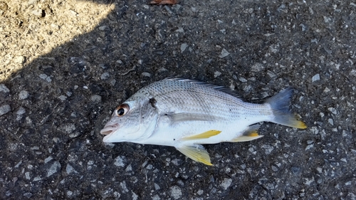 キビレの釣果