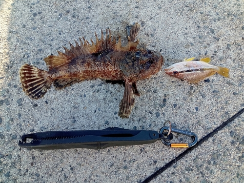 オニオコゼの釣果