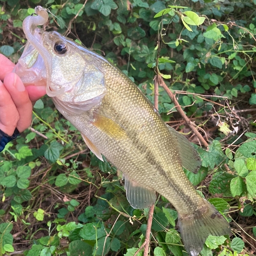 ラージマウスバスの釣果