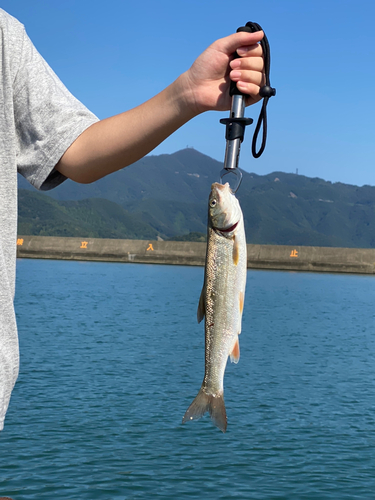 ウグイの釣果