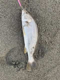 ニベの釣果