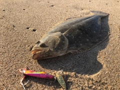 ヒラメの釣果