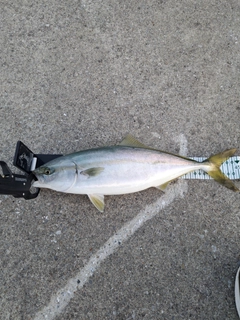 ショッコの釣果