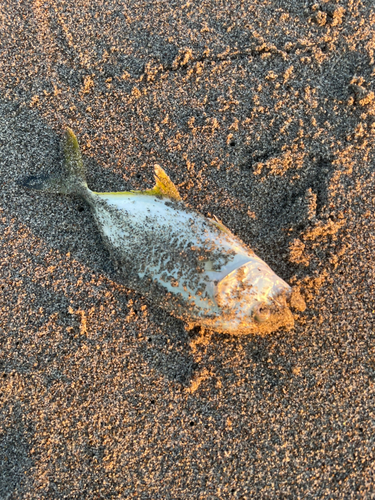 浜名湖