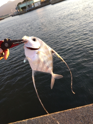 イトヒキアジの釣果