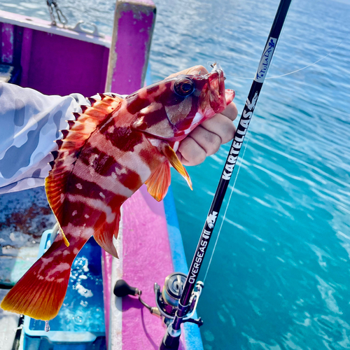 アカハタの釣果