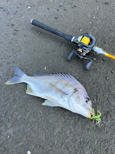 キビレの釣果