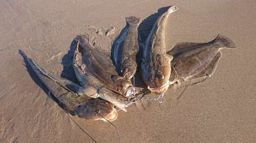 ヒラメの釣果