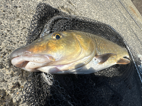 ニゴイの釣果