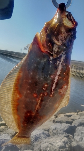 ヒラメの釣果