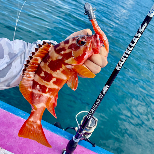 アカハタの釣果