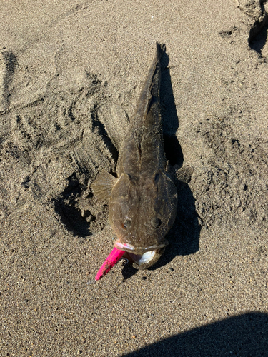 マゴチの釣果