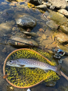 アメマスの釣果