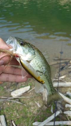 ラージマウスバスの釣果