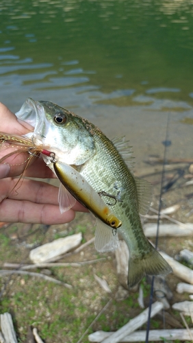 ラージマウスバスの釣果