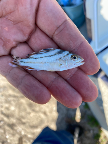 コトヒキの釣果