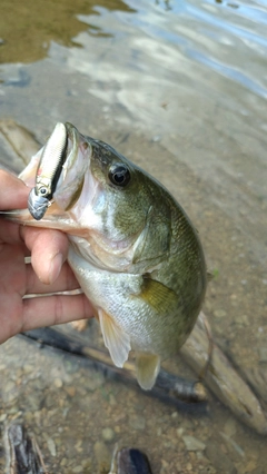 ラージマウスバスの釣果