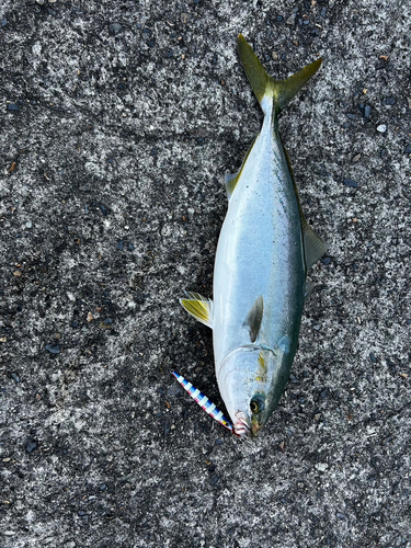 ハマチの釣果