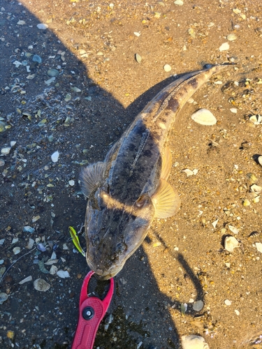 マゴチの釣果