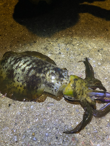 アオリイカの釣果