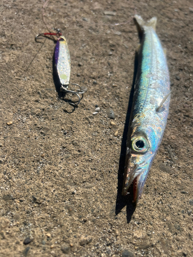 カマスの釣果