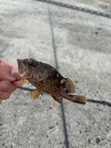 カサゴの釣果