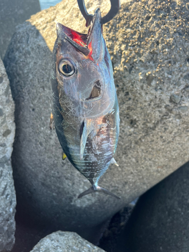 ヨコワの釣果