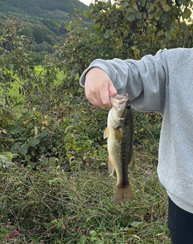 ドンコの釣果