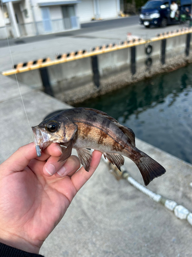 シロメバルの釣果