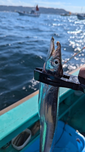 タチウオの釣果