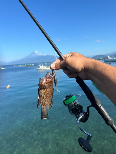 オオモンハタの釣果