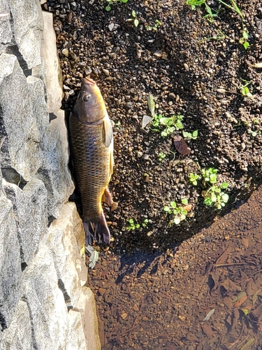 コイの釣果