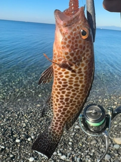 オオモンハタの釣果