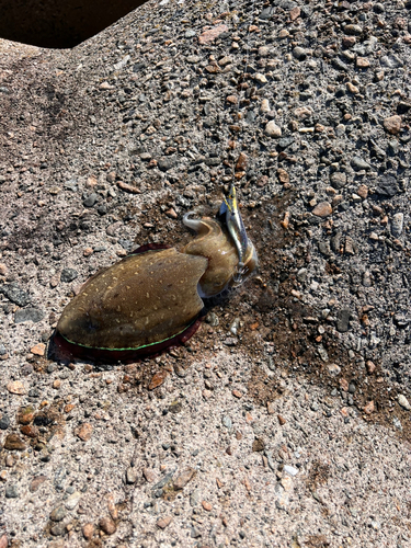 コウイカの釣果