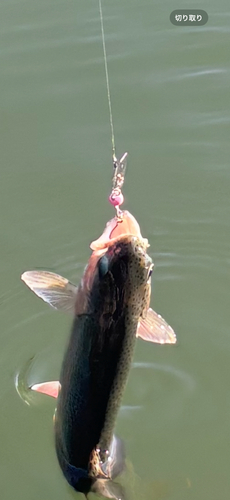 トラウトの釣果