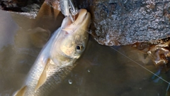 ニゴイの釣果