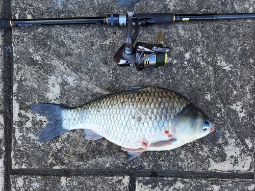 ヘラブナの釣果