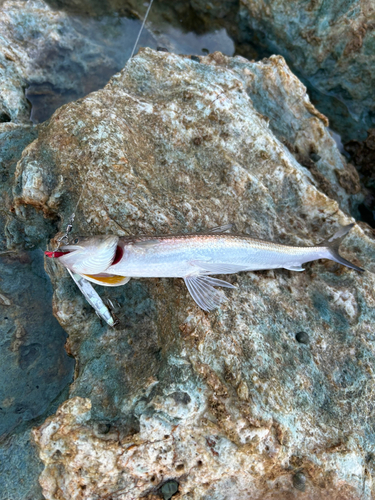 エソの釣果