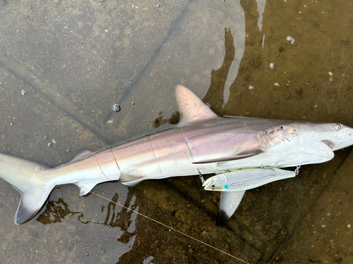 サメの釣果