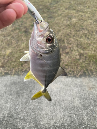 ギンガメアジの釣果