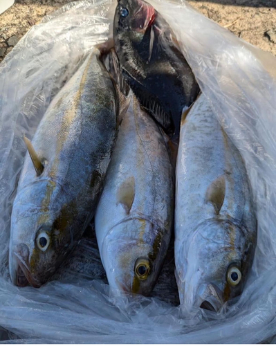 ネリゴの釣果