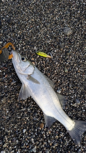 ヒラスズキの釣果