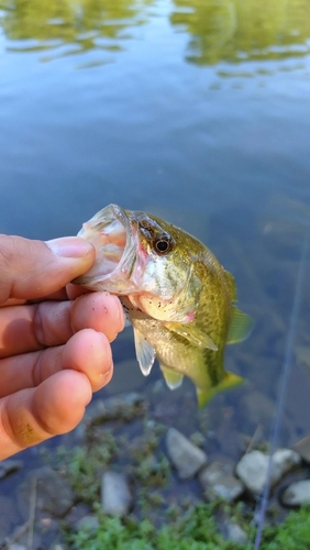 ラージマウスバスの釣果