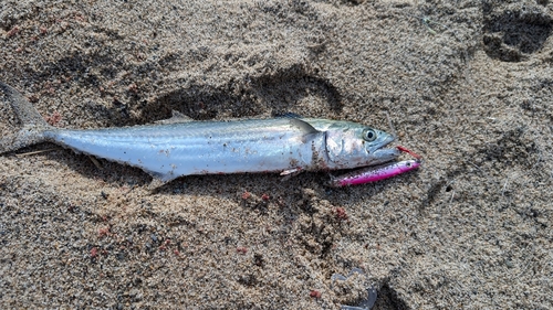 サゴシの釣果