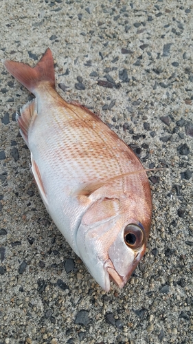 マダイの釣果