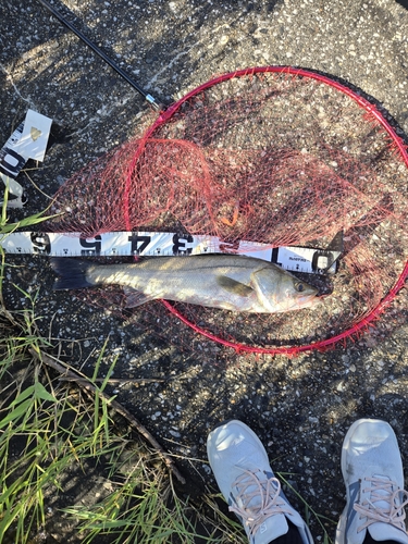 セイゴ（マルスズキ）の釣果